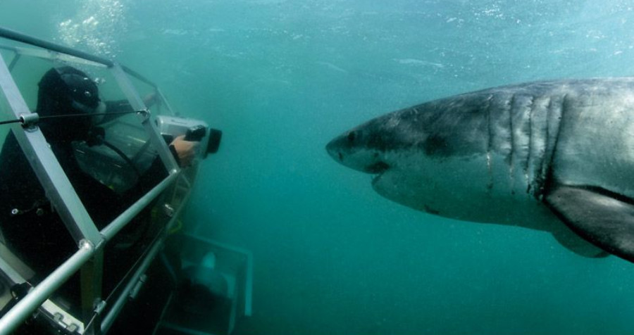 Shark Observation Vehicle